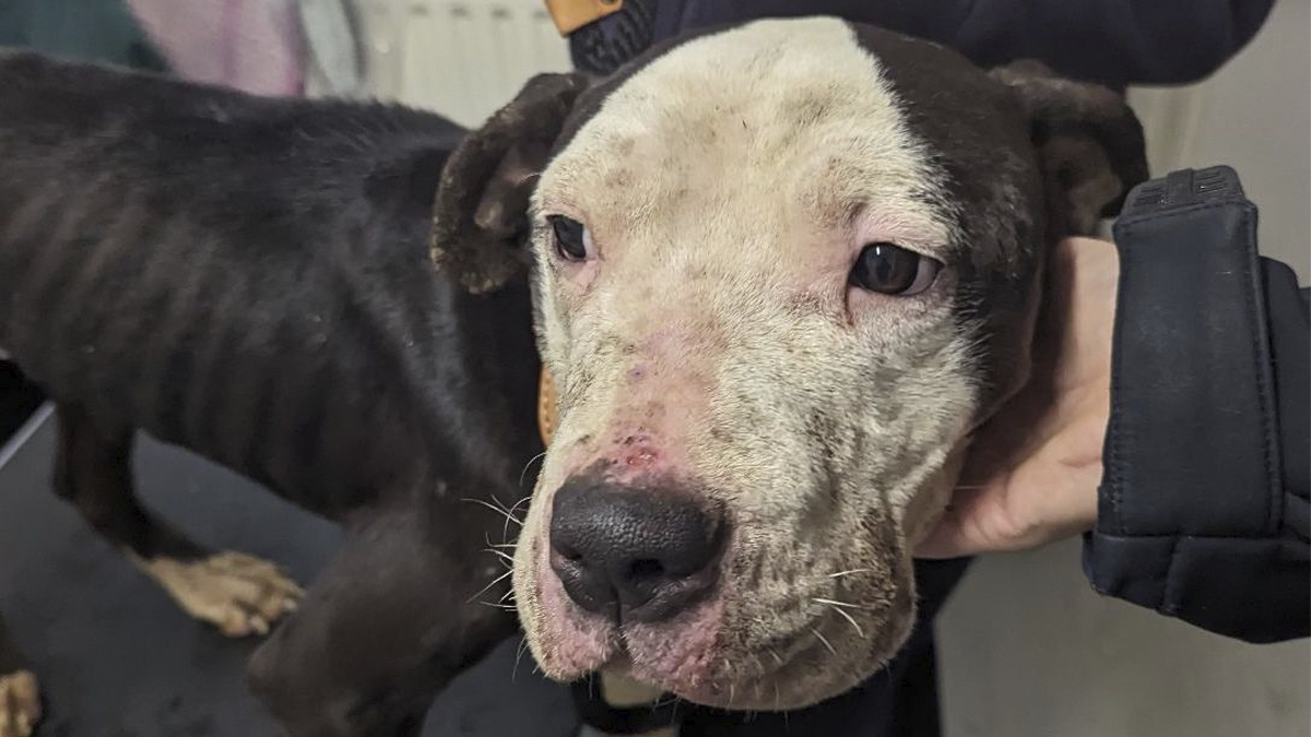 Dog Who Was Rescued From A Freezing Cold Backyard Will Spend Her First Christmas In Fur-Ever Home