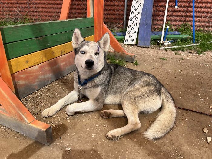 Resilient husky with scars resting at the shelter, wearing a blue collar. Resilient husky with scars resting at the shelter, wearing a blue collar.
