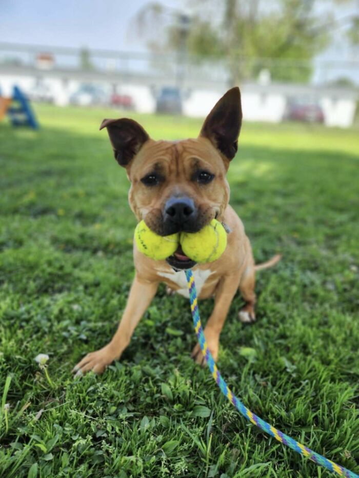 Happy dog with a new friend enjoys playing in the grass, holding tennis balls in its mouth. Happy dog with a new friend enjoys playing in the grass, holding tennis balls in its mouth.