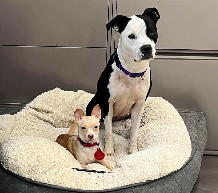 Two different dogs sitting together in a cozy bed at a shelter, showcasing a beautiful bond. Two different dogs sitting together in a cozy bed at a shelter, showcasing a beautiful bond.