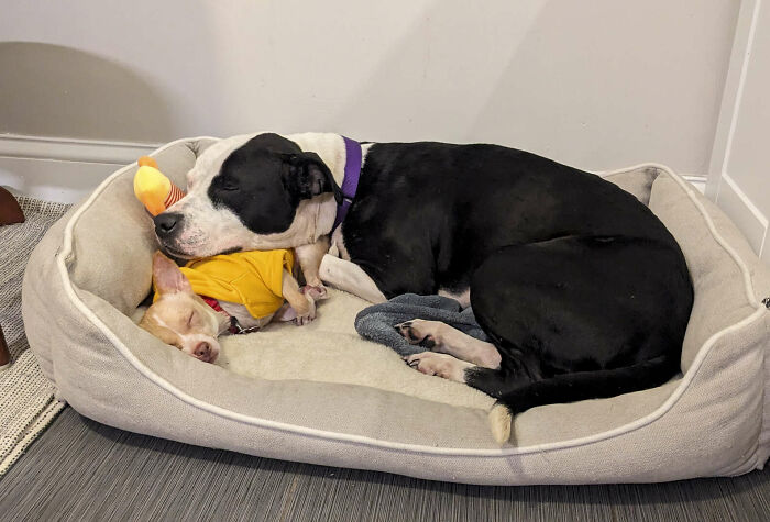 Two vastly different shelter dogs snuggling, forming a beautiful bond on a shared bed. Two vastly different shelter dogs snuggling, forming a beautiful bond on a shared bed.