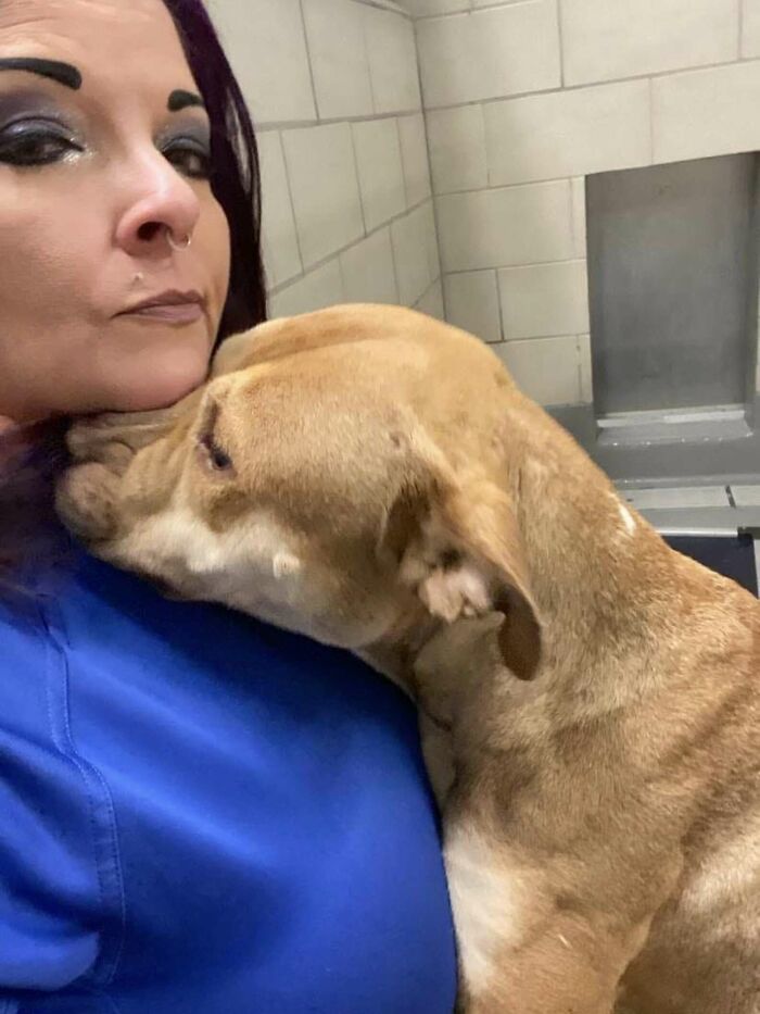 A once desperate shelter dog cuddles with a caregiver, now feeling safe and loved. A once desperate shelter dog cuddles with a caregiver, now feeling safe and loved.