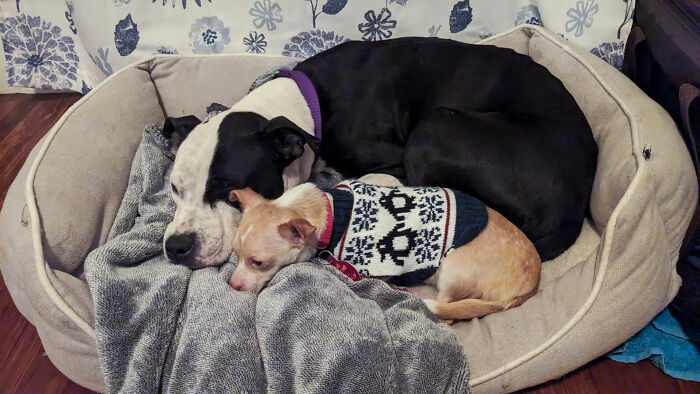 Two shelter dogs, one large and one small, bonding in a cozy bed. Two shelter dogs, one large and one small, bonding in a cozy bed.