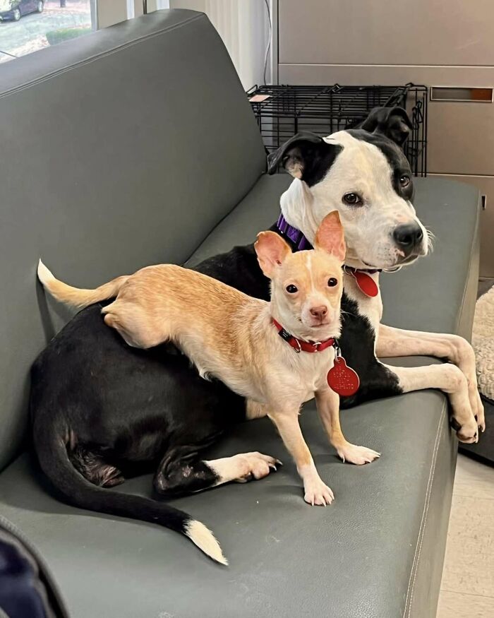 Two different dogs bonding on a shelter couch, showcasing a beautiful friendship. Two different dogs bonding on a shelter couch, showcasing a beautiful friendship.