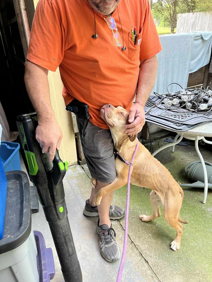 A once desperate shelter dog is safe, receiving affection from a man in an orange shirt, showcasing love and care. A once desperate shelter dog is safe, receiving affection from a man in an orange shirt, showcasing love and care.