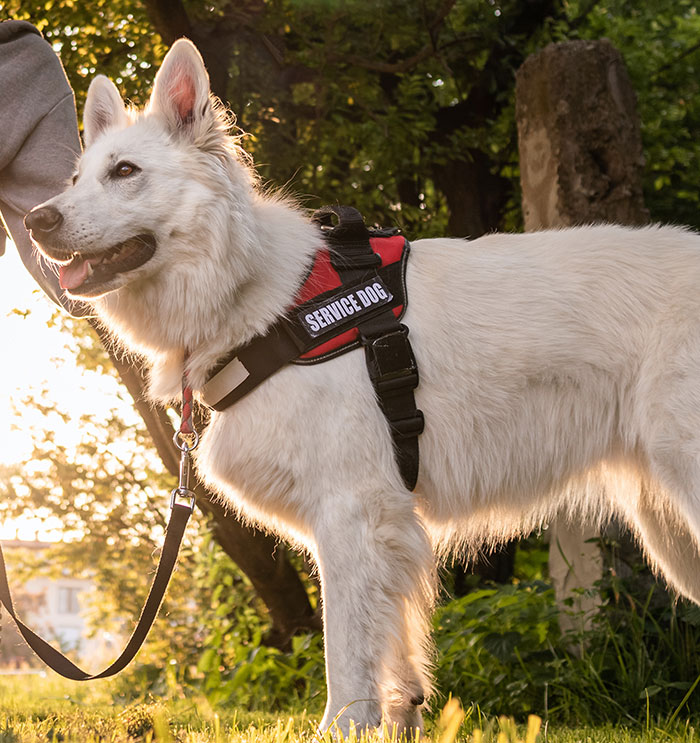 Handler Of Super-Sized Pooch He Brought On Airplane As “Emotional Support” Gets Reality Check Handler Of Super-Sized Pooch He Brought On Airplane As “Emotional Support” Gets Reality Check