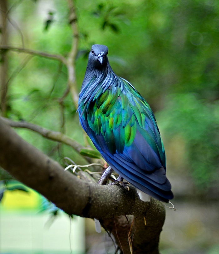 Vivid green and blue Nicobar pigeon perched on a branch. Vivid green and blue Nicobar pigeon perched on a branch.