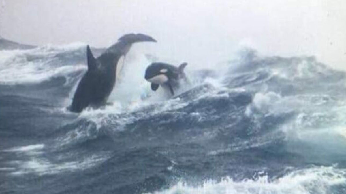 45 Terrifying Times Nature Stopped People In Their Tracks (New Pics)