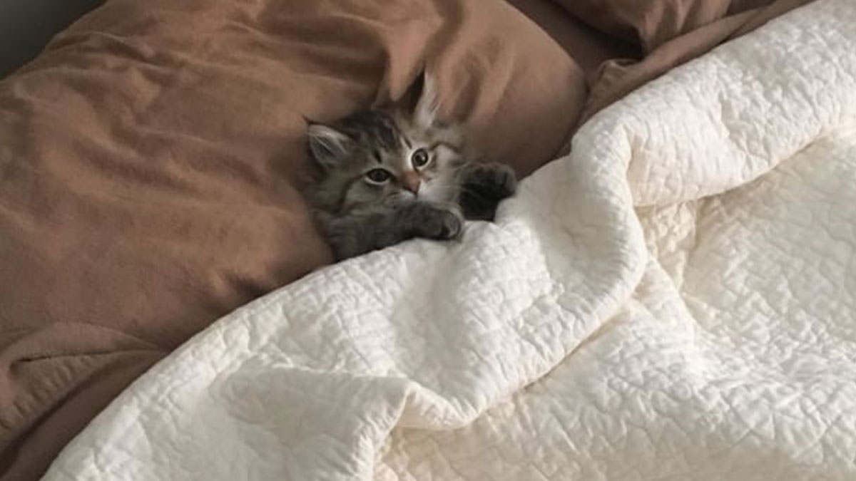 44 Adorable Images Of Cats Catnapping In The Coziest Ways Possible