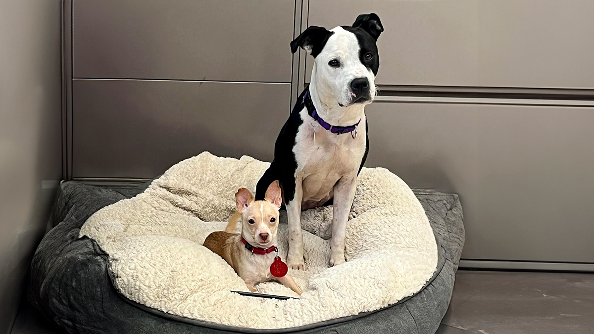 Two Completely Different Dogs Create The Most Beautiful Bond In A Shelter, And People Are Obsessed