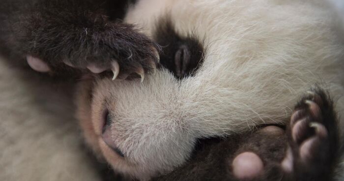 This Photographer Lived In Mud Huts, Wore A Panda Suit, And Changed How ...