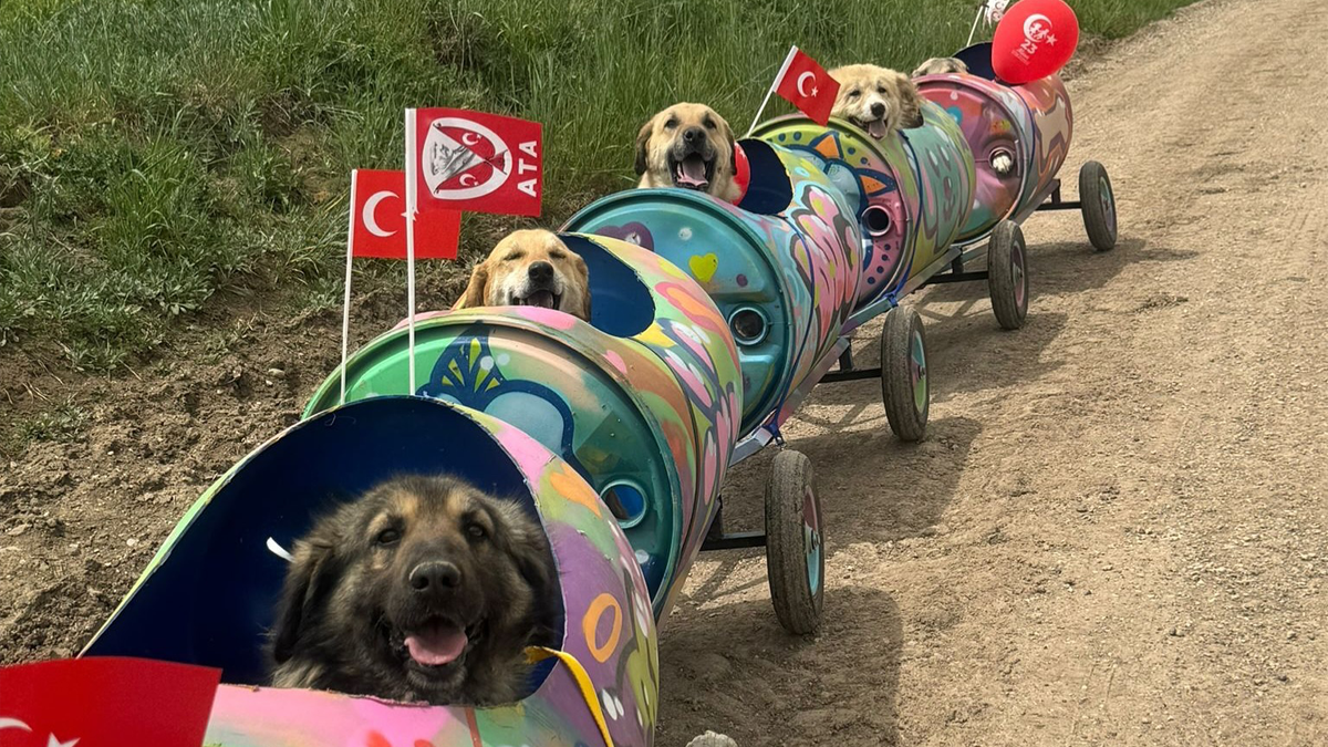 Netizens Can’t Get Enough Of This Woman Who Built Her Rescued Dogs A Train To Take Them On Adventures