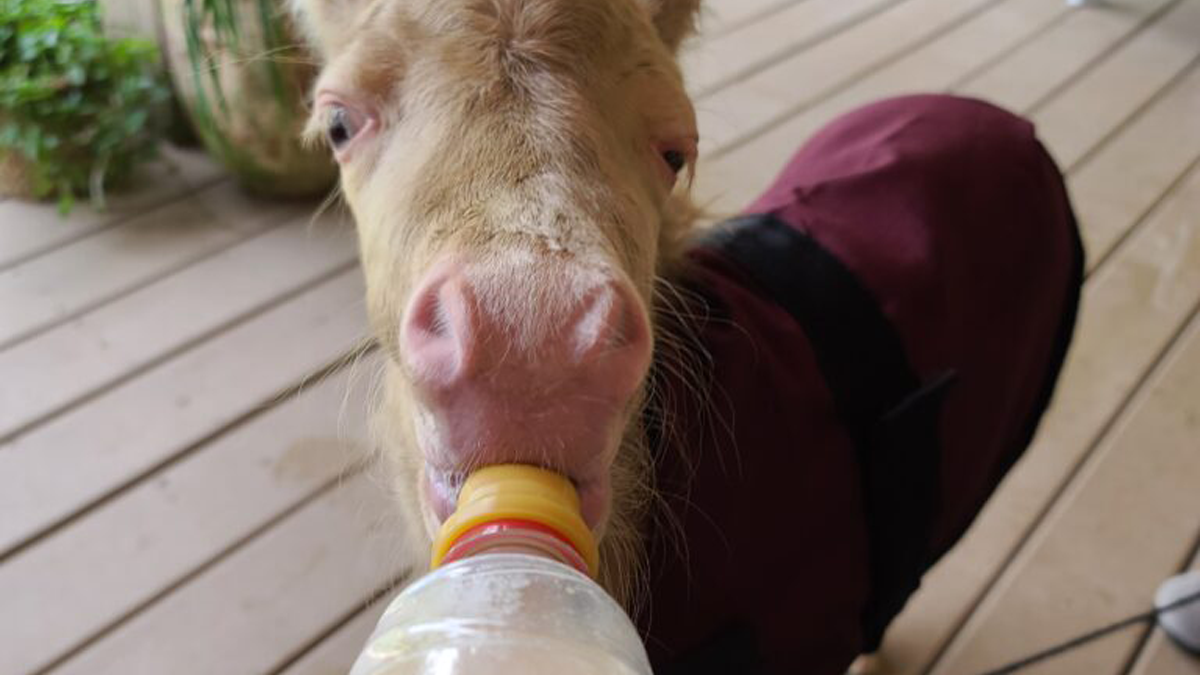 Woman Finds Abandoned Baby Horse, Brings Her Home Where She Makes A Miraculous Recovery