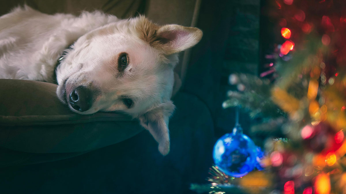 Family’s Uninvited Dogs Appear On The Christmas Dinner Guest List, Host Says They Should Stay Home