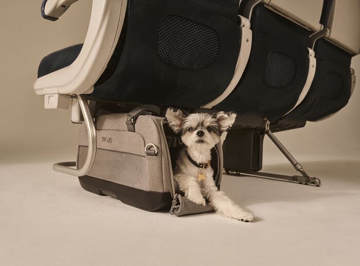"Dupree: Airline Carry-In Pet Car Seat" By Tavo Pets