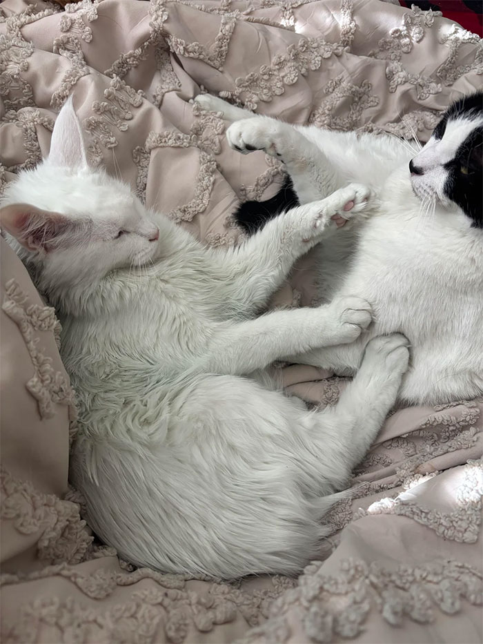 Two cats resting on a textured blanket, unrelated to the household stains joke. Two cats resting on a textured blanket, unrelated to the household stains joke.