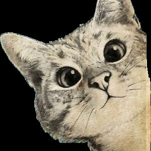 ashleightancrell avatar