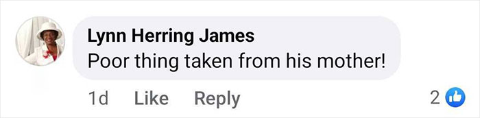 Facebook comment expressing concern for a rescued baby gorilla in Istanbul Airport, Turkey. Facebook comment expressing concern for a rescued baby gorilla in Istanbul Airport, Turkey.