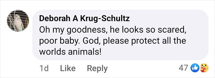 Comment expressing concern for a baby gorilla rescued at Istanbul Airport in Turkey, with a plea for animal protection. Comment expressing concern for a baby gorilla rescued at Istanbul Airport in Turkey, with a plea for animal protection.