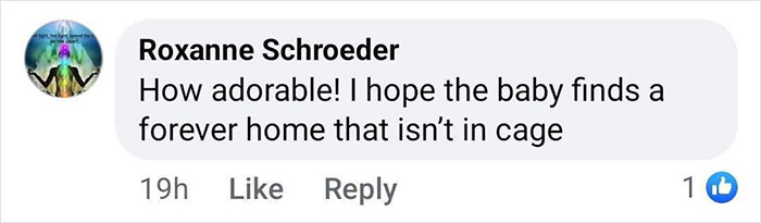 Comment about a rescued baby gorilla from Istanbul Airport, expressing hope for a forever home outside a cage. Comment about a rescued baby gorilla from Istanbul Airport, expressing hope for a forever home outside a cage.