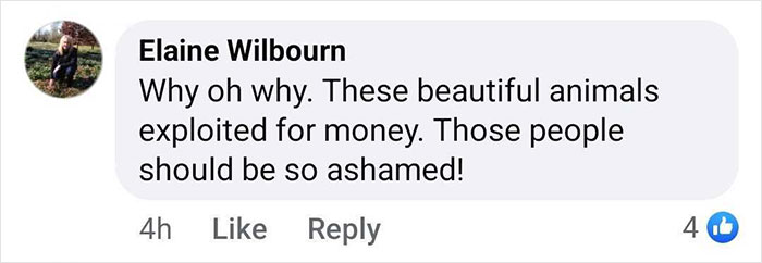 Comment expressing concern over animal exploitation, referencing the baby gorilla rescued at Istanbul Airport in Turkey. Comment expressing concern over animal exploitation, referencing the baby gorilla rescued at Istanbul Airport in Turkey.