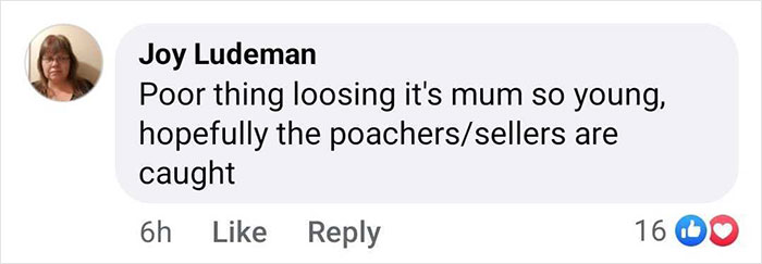 Facebook comment expressing concern for a baby gorilla rescued at Istanbul Airport, hoping poachers are caught. Facebook comment expressing concern for a baby gorilla rescued at Istanbul Airport, hoping poachers are caught.