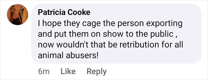 Comment expressing anger about animal abuse, mentioning potential retribution for exporting a baby gorilla at Istanbul Airport. Comment expressing anger about animal abuse, mentioning potential retribution for exporting a baby gorilla at Istanbul Airport.