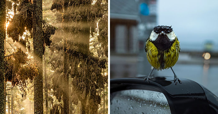 20 Wildlife Photos From The Finalists Of The 2024 European Photography Contest