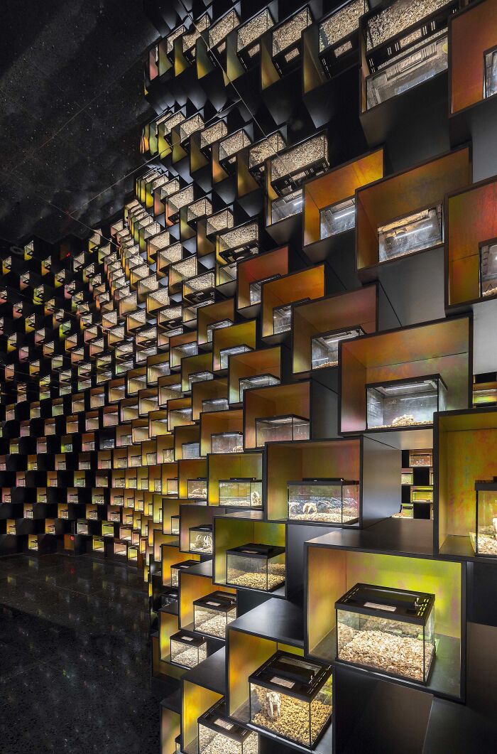 Innovative interior design featuring a geometric wall with illuminated display boxes, winner of 2024 International Design Awards.