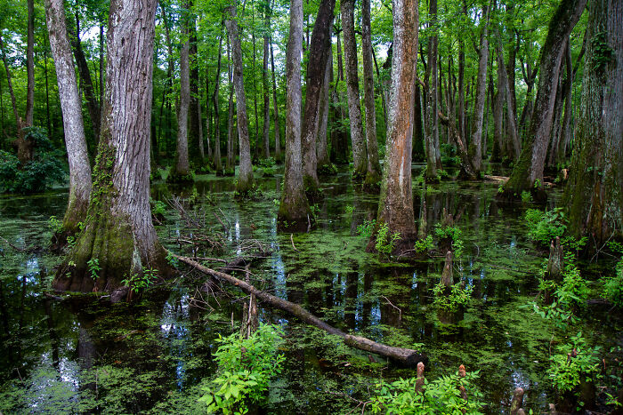 Dense forest with tall trees and lush greenery reflected in a swamp, showcasing amazing views of nature in tranquil states.