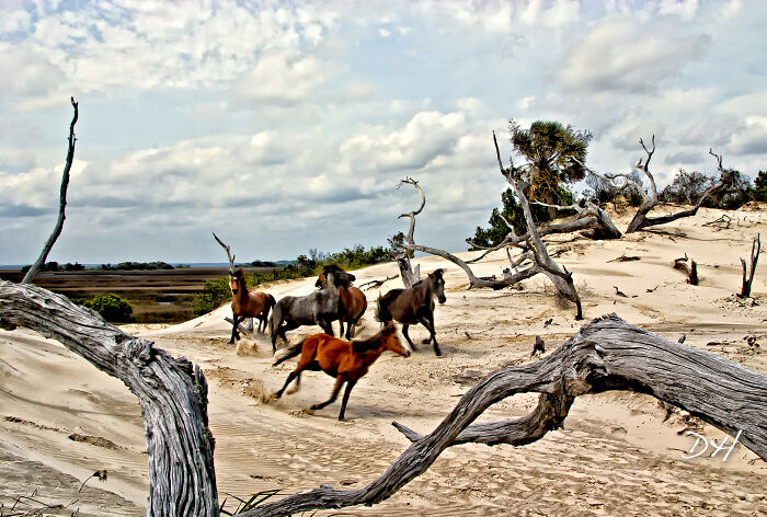 Wild horses running on sandy dunes under a cloudy sky, showcasing amazing views in nature.