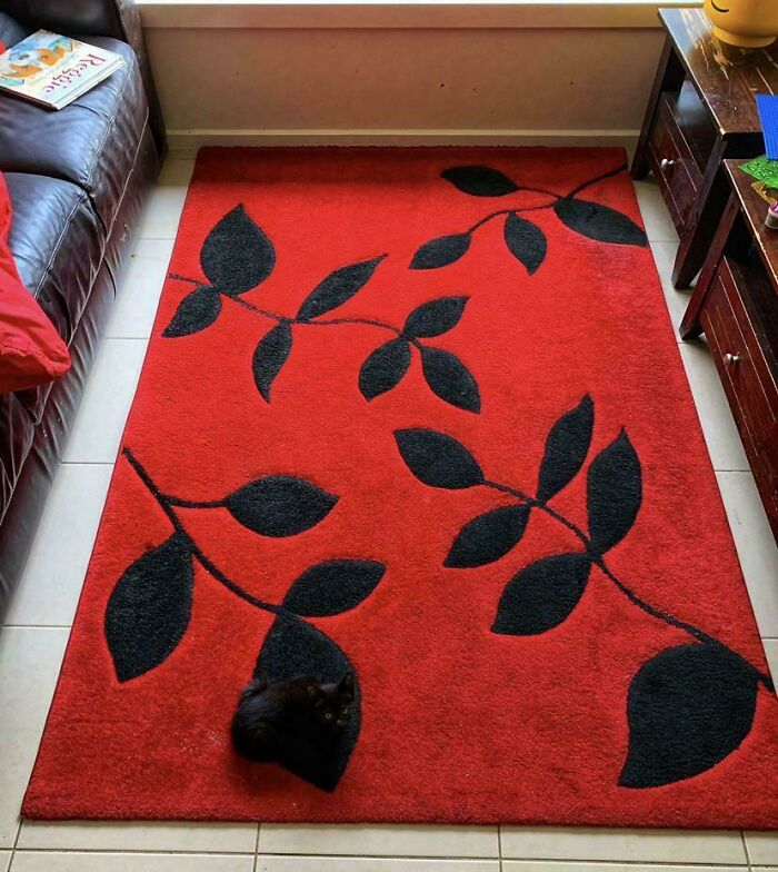 Nearly Stood On My Kitten