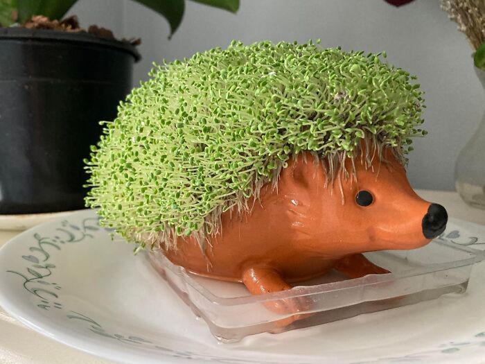 Hedgehog planter with green sprouts on a plate, a fun novelty product for daily routine.