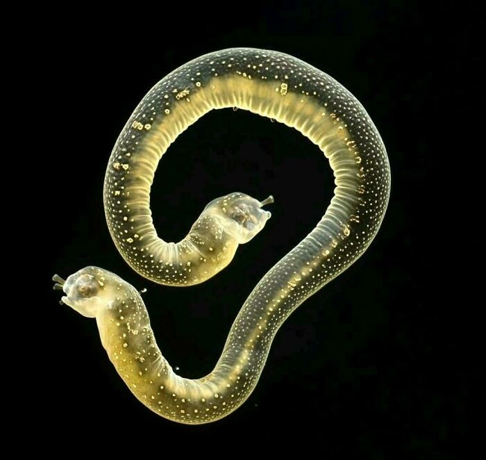 Transparent sea creature with worm-like body, showcasing fascinating details against a dark background.