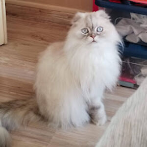 de_chamard_bois avatar