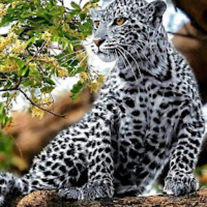 johncopeland_1 avatar