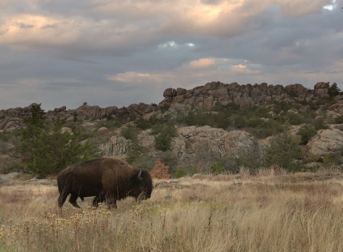 Bison grazing in a scenic state landscape with rocky hills and a cloudy sky.