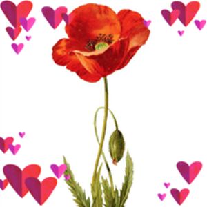 sarahmitchell_lovely avatar