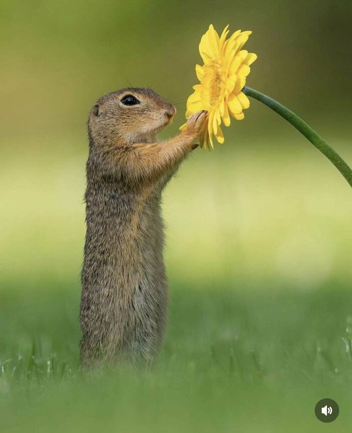 A curious squirrel standing on grass, holding a yellow flower, showcasing fascinating wildlife behavior.