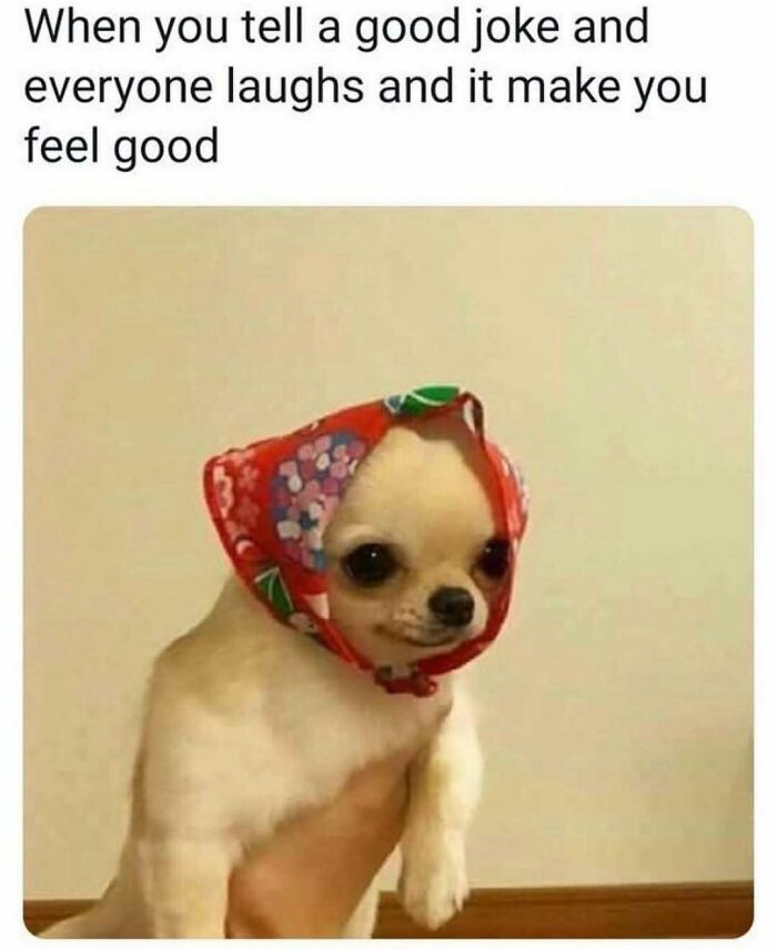 Small dog wearing a colorful headscarf, captioned about telling jokes and humor as a coping mechanism.