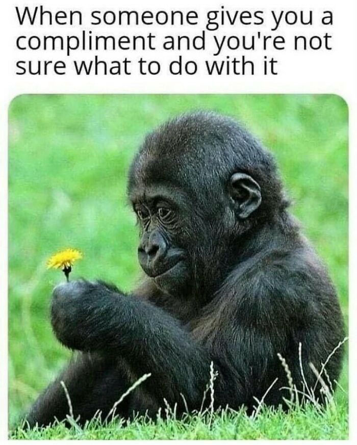 Young gorilla looking thoughtfully at a yellow flower, illustrating humor as a coping mechanism in a lighthearted moment.