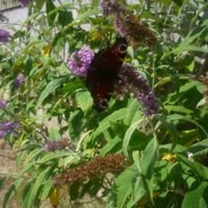 laura_gomersell avatar