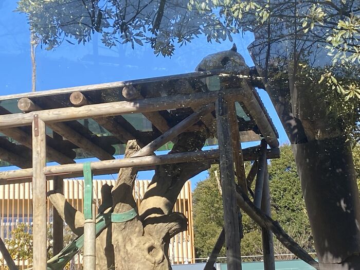 If I Don’t Fall, I Sleeps