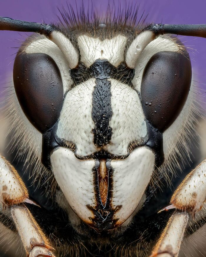 Close-up of an insect's face showing intricate details of its eyes and exoskeleton, illustrating beautiful wildlife. Close-up of an insect's face showing intricate details of its eyes and exoskeleton, illustrating beautiful wildlife.