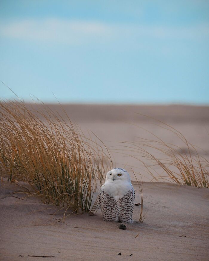 Snowy owl perched on sandy dunes with sparse grass, showcasing wildlife beauty under a blue sky. Snowy owl perched on sandy dunes with sparse grass, showcasing wildlife beauty under a blue sky.