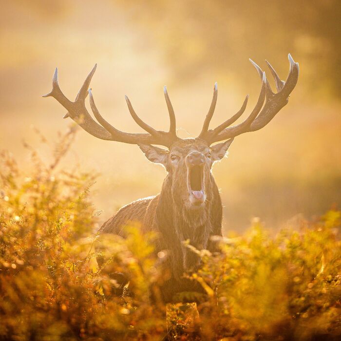 Majestic stag bellowing at sunrise in a golden field, showcasing captivating wildlife photography. Majestic stag bellowing at sunrise in a golden field, showcasing captivating wildlife photography.
