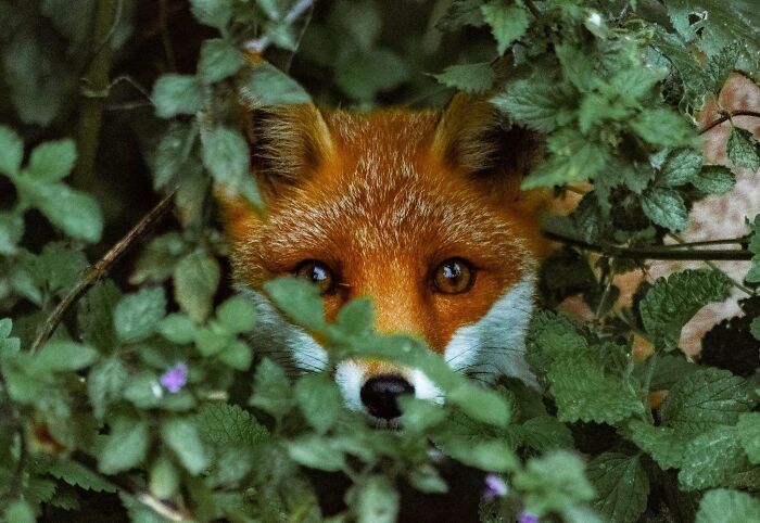 Wildlife photograph of a fox peering through lush green foliage, showcasing its vivid orange fur and striking eyes. Wildlife photograph of a fox peering through lush green foliage, showcasing its vivid orange fur and striking eyes.