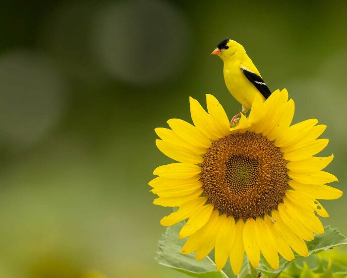 Yellow bird perched on a vibrant sunflower against a blurred green background, highlighting beautiful wildlife photography. Yellow bird perched on a vibrant sunflower against a blurred green background, highlighting beautiful wildlife photography.