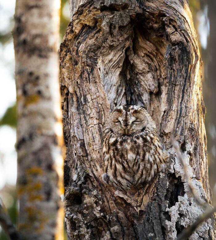 Wildlife photograph of a camouflaged owl blending seamlessly into a tree trunk in a forest setting. Wildlife photograph of a camouflaged owl blending seamlessly into a tree trunk in a forest setting.
