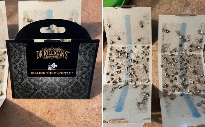 Insect traps for reinventing your fridge and pantry, shown with packaging and caught insects.